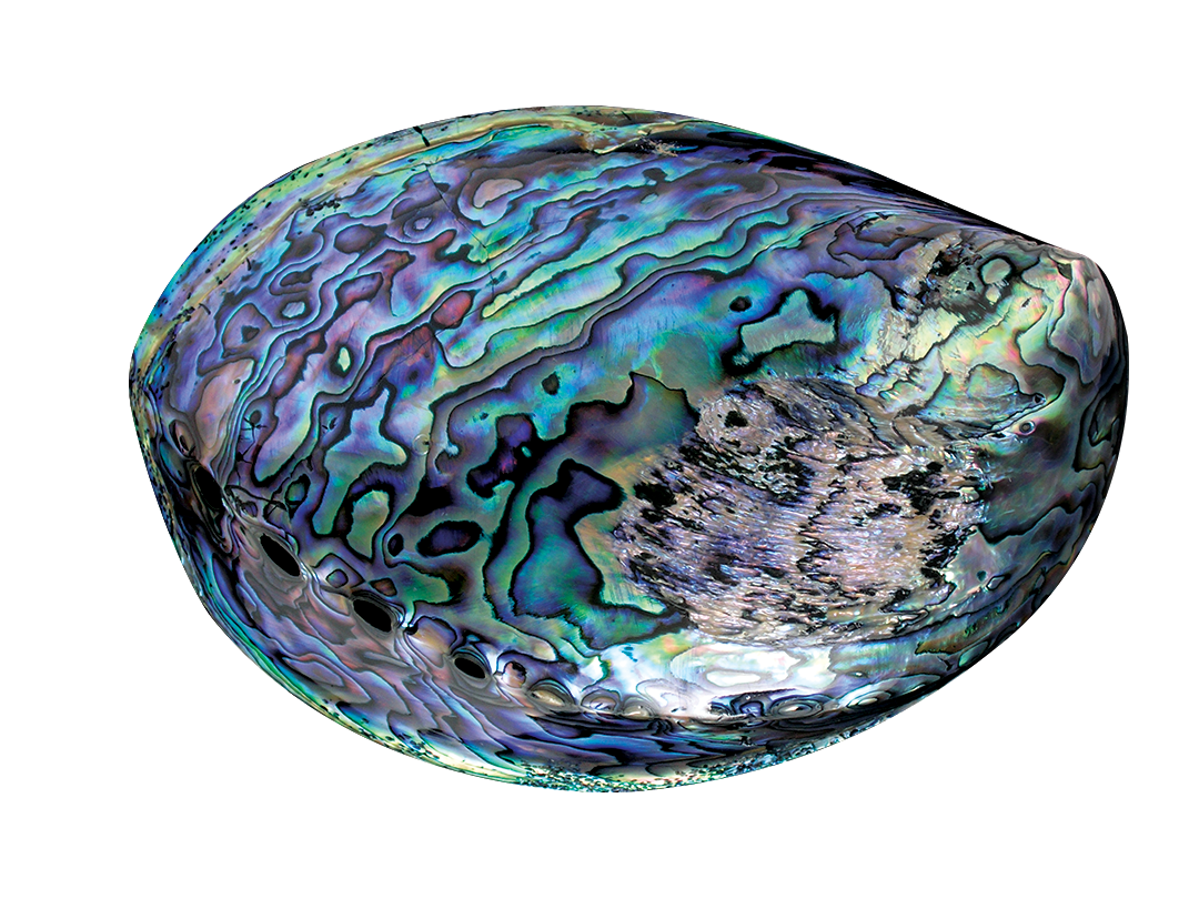 Paua Shell | Marine Opal paua shell used to make our jewellery so special